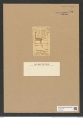 Denticella fimbriata (Grev.) Grun (de-Toni-Nr.: Genus 125, Species 3523) Zeichnungen Sammlung Grunow Nr. 7014 (NHMW-BOT-W0375928)